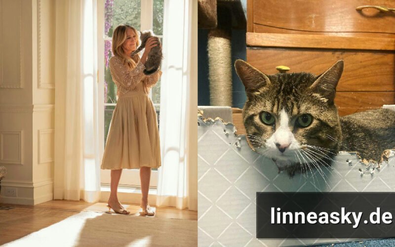 Catmomsarah als TikTok-Account für Katzen in den 2020er Jahren