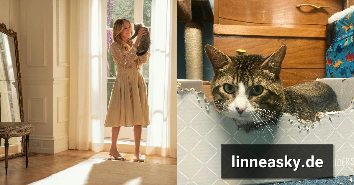 Catmomsarah als TikTok-Account für Katzen in den 2020er Jahren